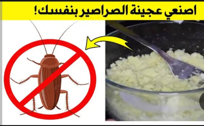 طريقة عمل عجينة الصراصير بالبوريك أسيد