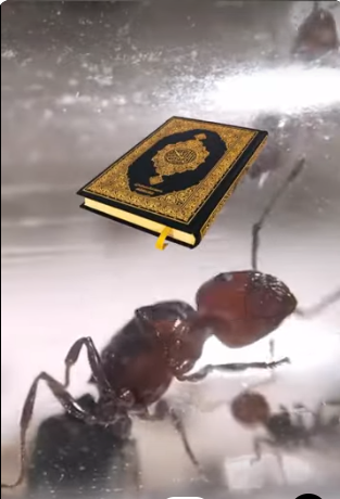 معجزة القرآن في قوله {لَا یَحۡطِمَنَّكُمۡ سُلَیۡمَـٰنُ وَجُنُودُهُۥ} 