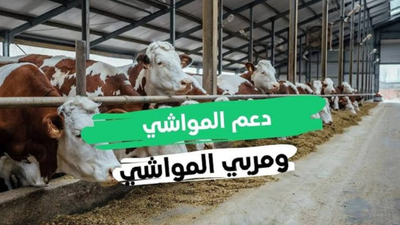 التسجيل في دعم مربي المواشي 1445 بالخطوات والشروط