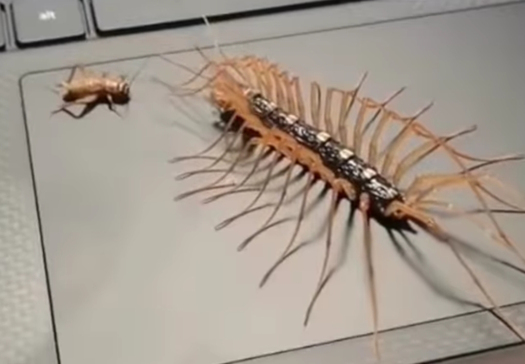 حشرة إن رأيتها في منزلك إياك أن تقتلها