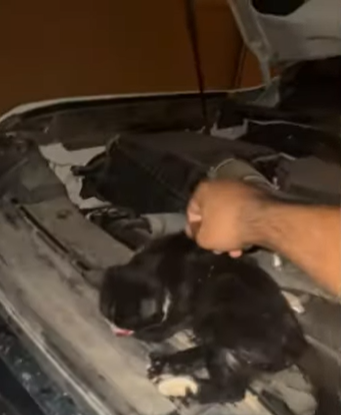 بالفيديو…قطة عالقة في محرك السيارة: أسباب ومخاطر وكيفية الإنقاذ