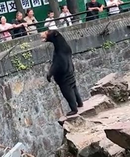 بالفيديو…. دبة بهيئة إنسان في الصين