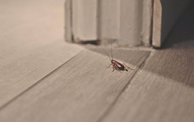 تفسير حلم الحشرات في دورة المياه في المنام