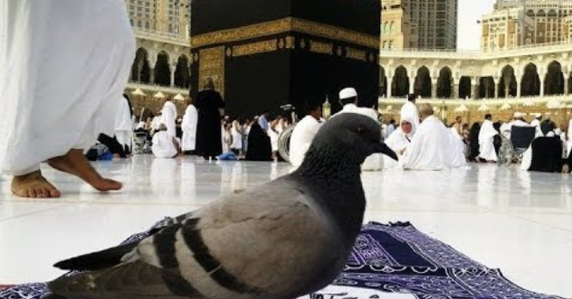 حلم رؤية الحمام بالحرم المكي في المنام