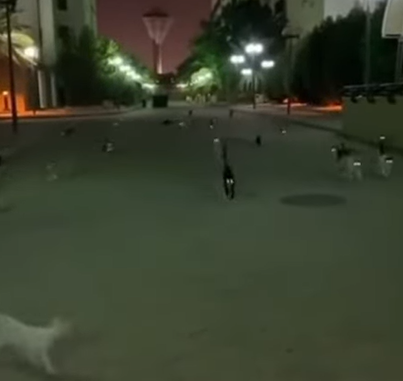 لحظات مشوقة في قرية عربية: مفاجأة القطط البرية