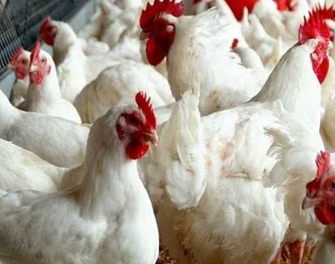 أسعار الدواجن اليوم الثلاثاء 30 يناير