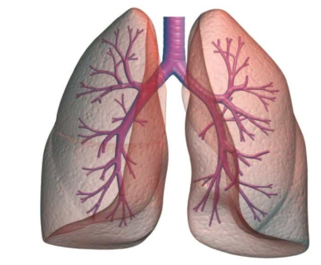 كيفية تنظيف الرئتين من النيكوتين بعد الإقلاع عن التدخين