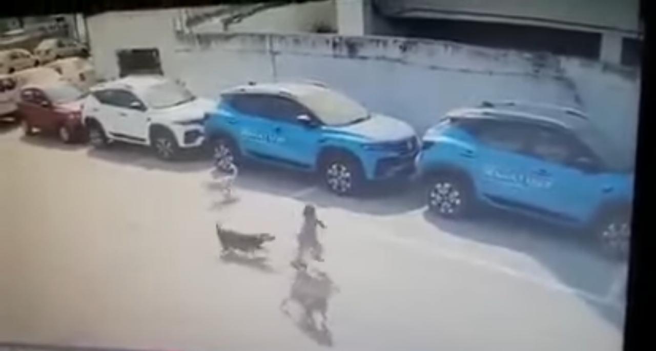 شاهد بالفيديو……كلاب الشوارع: مشكلة تحتاج إلى حل