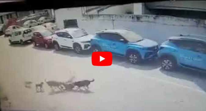 عاجل احدا كلاب منطقه المنصوره تاكل طفل بعمر 10 سنوات