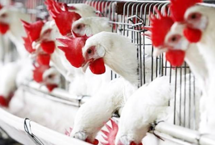 انخفاض جديد في سعر الدواجن والبيض اليوم السبت 2 مارس