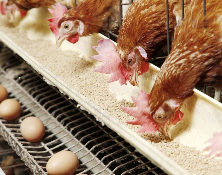 تراجع في أسعار الدواجن اليوم الأحد 21 إبريل