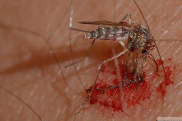 نتيجة مضمونة للتخلص من الناموس نهائيا في فصل الصيف