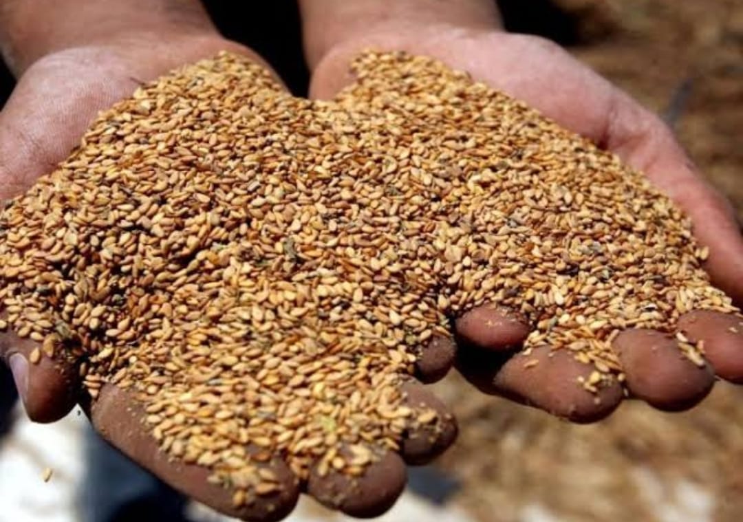 الإحتياجات السمادية السليمة لمحصول السمسم فى الأراضى الجديدة والقديمة