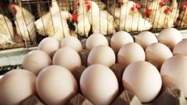 استقرار في أسعار الدواجن اليوم الخميس 4 إبريل