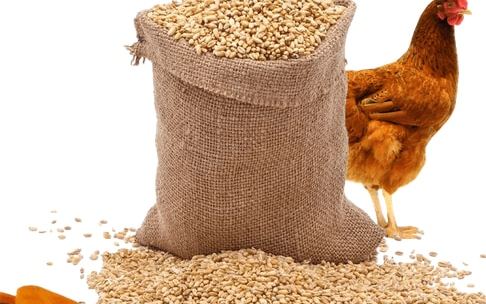 أسعار الدواجن وأعلاف التسمين اليوم الأحد 28 إبريل