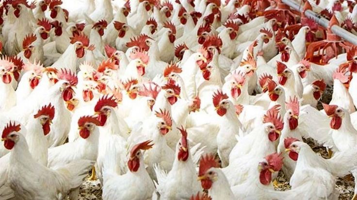 استقرار في أسعار الدواجن اليوم الخميس 16 مايو