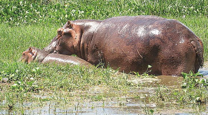 فرس النهر: العملاق الذي يهيمن على البرية