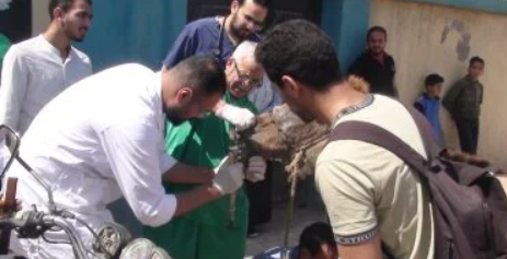قوافل بيطرية مجانية بالجيزة لحماية الثروة الحيوانية