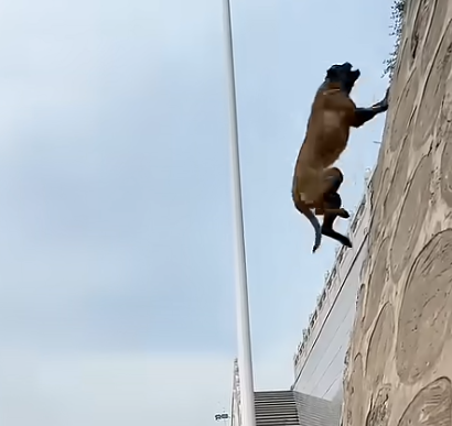 كلب موهوب يقفز إلى أعلى المستويات في استعراض مذهل…فيديو