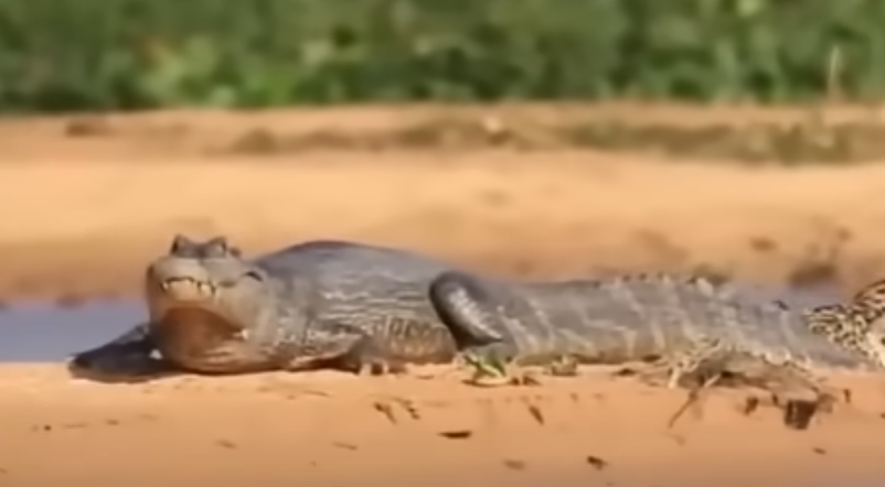 أقوى الصراعات الملحمية بين الحيوانات في البرية…فيديو