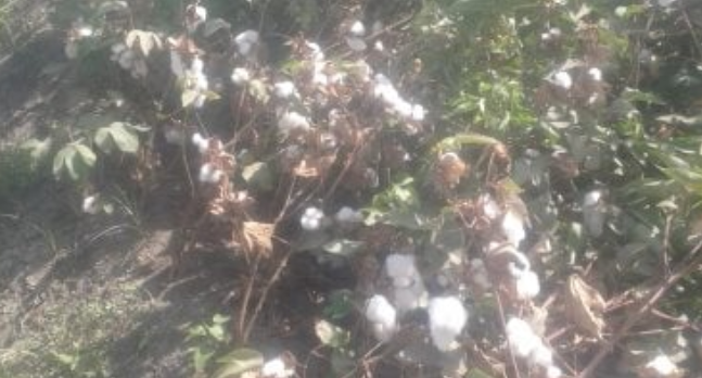 الموسم القادم يشهد تحسنًا كبيرًا في إنتاج القطن المصري