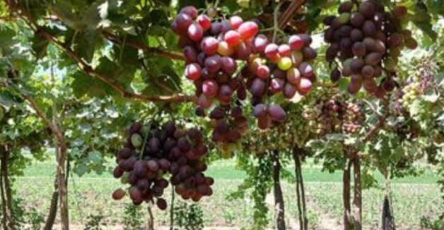 زيادة إنتاجية العنب: أفضل الطرق لتحسين المحصول وجودته