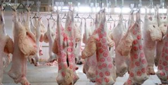 مجازر القاهرة تستقبل الأضاحي مجانًا طوال العيد