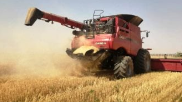 مصر تستهدف الاكتفاء الذاتي من القمح 70% بحلول 2030