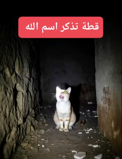 حقيقة فيديو «قطة تذكر اسم الله»… ما بين الإيمان بالفطرة وخداع الذكاء الاصطناعي