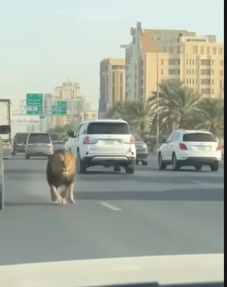 حقيقة فيديو “الأسد في شوارع المدينة”.. كيف خدع الذكاء الاصطناعي ملايين المشاهدين؟