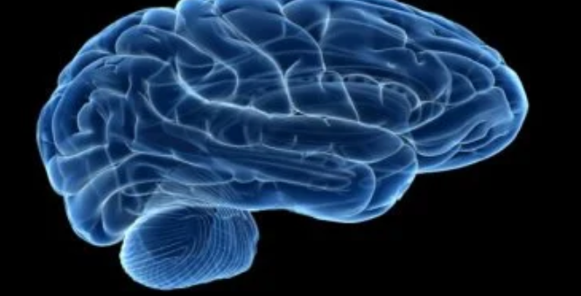 أفضل أطعمة لصحة الدماغ بعد الأربعين وتعزيز الذاكرة