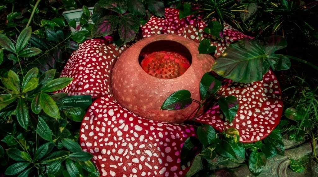 زهرة Rafflesia hasseltii